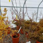 Javor dlaňolistý (Acer palmatum) ´ATROPURPUREUM´ - výška 140-160 cm, kont. C25L 